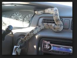 Zimbabwean driver jumps out of moving van after snakes dives onto dashboard DASHBOD