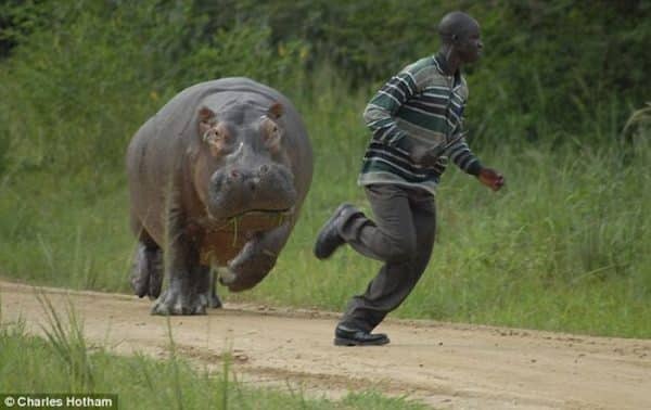 border jumper killed by hippo