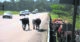 cows on the n3