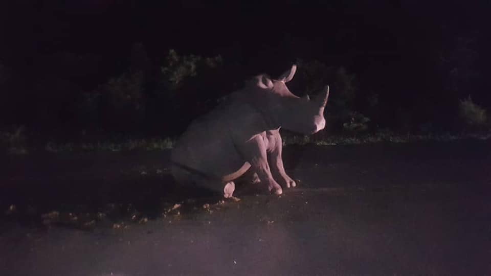 two rhinos killed by truck in zambia