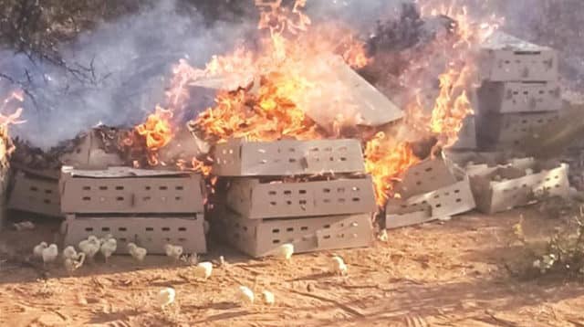 Zim destroys 19 600 day old chicks smuggled into the country by burning them alive PAGE 3 CHICKS BURNING PIC 640x358 1