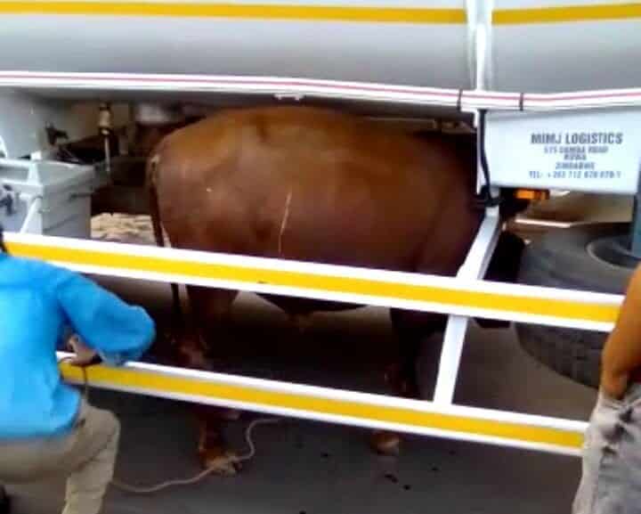 Watch: Cow finds itself in a tricky entanglement under a fuel tanker 20210607 195309