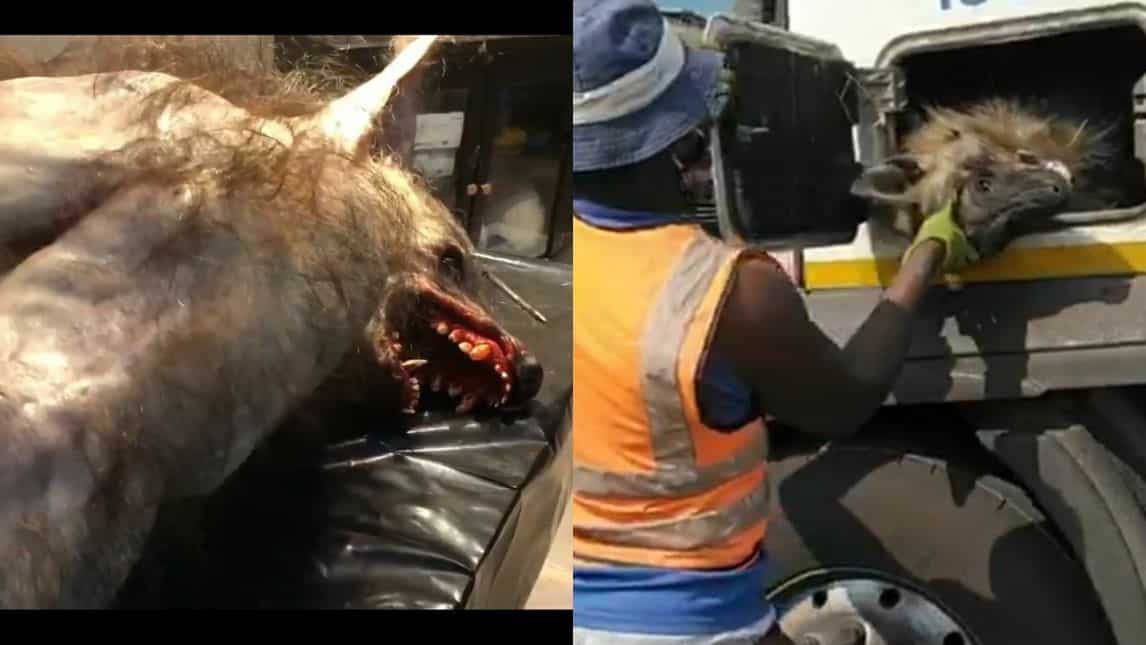 Video of real-life 'werewolf' shoved into truck boot bogus 20210707 213424 compress56