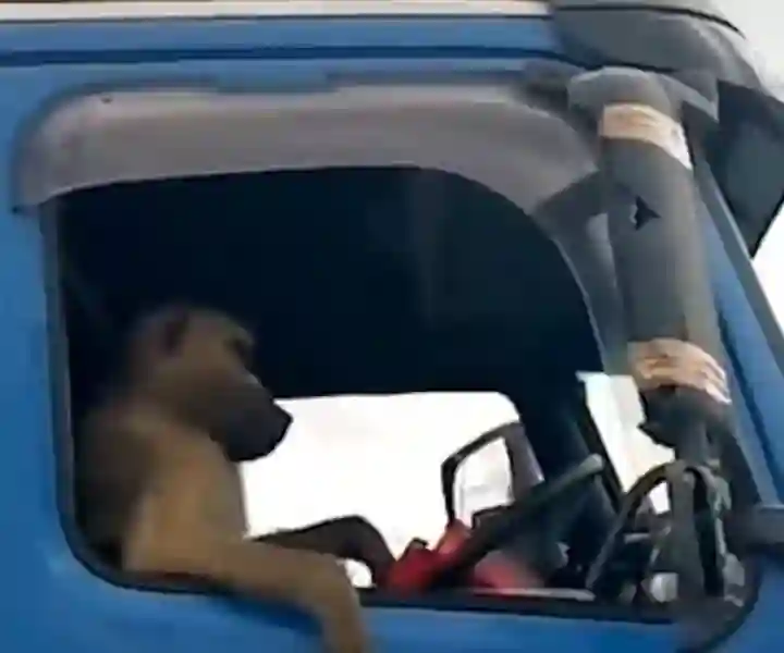 Sadc truckers using baboons to drive
