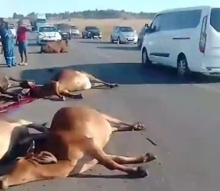Watch: Gauteng community slaughters 12 cows injured in crash with truck