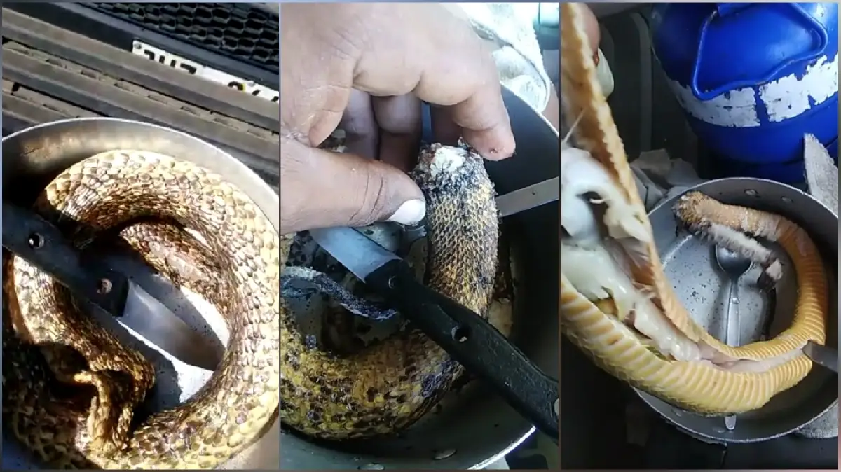 truck driver cooks snake