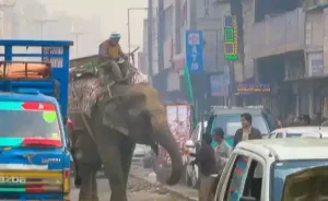 In India, trucks are art Elephant.html